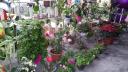 sinh thai 400 x 225 .jpg - 